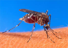 http://www.vivoenbrasil.com/tag/dengue