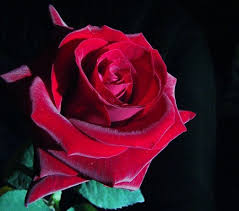 http://sobrefotos.com/2008/05/04/el-lenguaje-de-las-rosas/