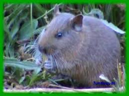 http://cornwalltube.com/index.php?key=ctenomys